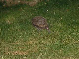 Igel_geht